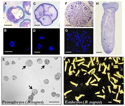 Corrigendum: 5-azacytidine promotes microspore embryogenesis initiation by decreasing global DNA methylation, but prevents subsequent embryo development in rapeseed and barley